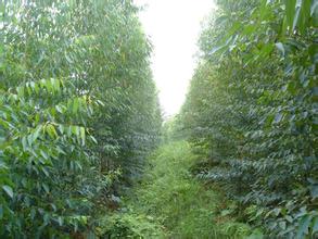 仟億達林業碳匯